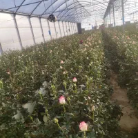 گلخانه اجاره ای|اجارهٔ دفتر صنعتی، کشاورزی، تجاری|خرم‌آباد, |دیوار