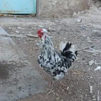 خروس