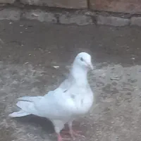 سه عدد کبوتر