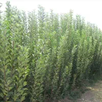 نهال گردو و بادام