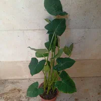 فروش گل و گیاه آپارتمانی