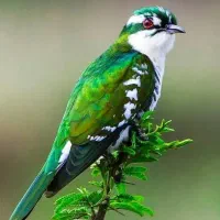 سیره عکس بعدی