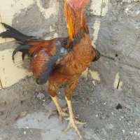 جوجه‌خروس‌وجوجه‌مرغ‌‌باهم‌۱۶۰۰۰۰۰ملیون‌شش‌صد|پرنده|سیرجان, |دیوار