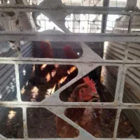 خروس خانگی امسالی