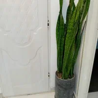 دوعدد گل طبیعی هرکدام ۴۰۰