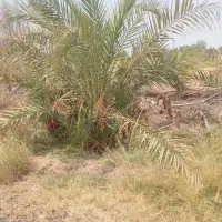 5-ساعت-آب-با-60عدد-درخت-با-2-هکتار-زمین-عامریه