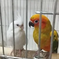 طوطی خورشیدی سانکانوروعروس آلبینو