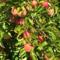 کود ارگانیک کشاورزی