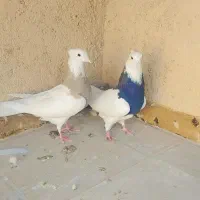کفتر یا کبوتر