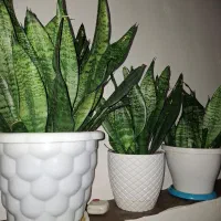 گل و گیاه|گل و گیاه طبیعی|املش, |دیوار