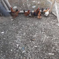 مرغ وخروس|حیوانات مزرعه|طرقبه, |دیوار