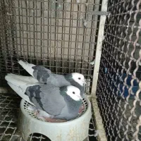 سبز پلنگ|پرنده|بم, |دیوار