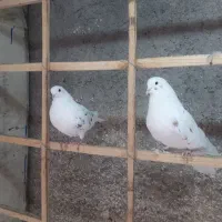 کبوتر