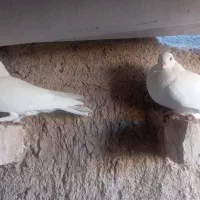 ماده سفید موشی کبوتر