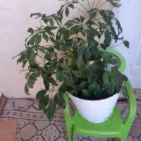 گل شفلر|گل و گیاه طبیعی|بجنورد, |دیوار