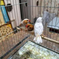 فنچ ایزابل ، اورنج|پرنده|ری, حمزهآباد|دیوار