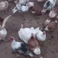 فروش بوقلمون نرو ماده محلی|حیوانات مزرعه|شیراز, کیان آباد|دیوار