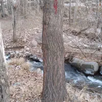 خرید درخت هرص کاری  عمده خرده به قیمت بالا|خدمات باغبانی و درختکاری|خسروشاه, |دیوار