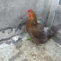 ۳تا مرغ رسمی