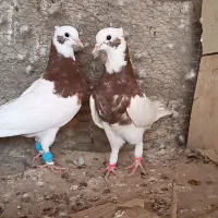 کبوتر رنگی و پلاکی وراوی|پرنده|وراوی, |دیوار