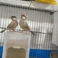 قفس حرفه ای نرگسی