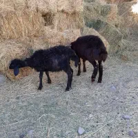 بره نروماده