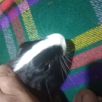 خرگوش ماده