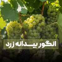 نهال انگور بیدانه مقاوم در برابر خشکی و سرما