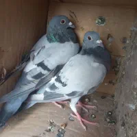 کبوتر پلاکی|پرنده|آبدانان, |دیوار