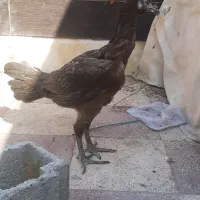 مرغ لاری