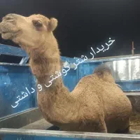 شتر گوشتی و داشتی