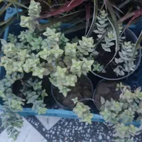 حراج گل