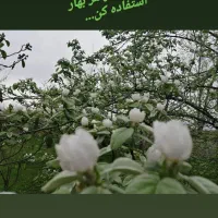 اجاره سوییت،دوهزار متر باغ و ویلا150متری|اجارهٔ کوتاه‌مدت آپارتمان و سوئیت|سنگر, |دیوار