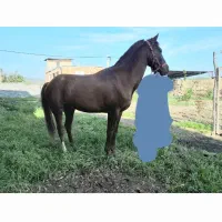 اسب|اسب و تجهیزات اسب‌سواری|گرگان, |دیوار