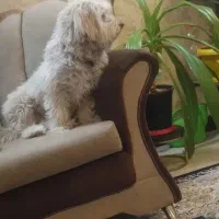 سگ‌ پاکوتاه|سگ|مشهد, سرافرازان|دیوار