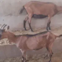 آلپاین|حیوانات مزرعه|کشکوئیه, |دیوار