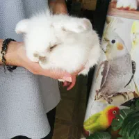 خرگوش های لوپ در رنگهای متنوع (پیروزی 21)