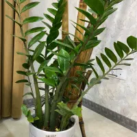 گل پدیلانتوس و زاموفیلیا|گل و گیاه طبیعی|صدرا-فارس, فاز ۲|دیوار