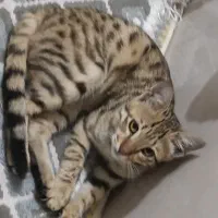 رایگان|گربه|نسیم‌شهر, |دیوار