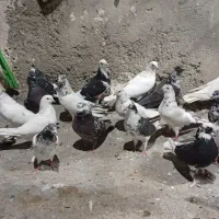 کبوتران ناب|پرنده|مشگین شهر, |دیوار