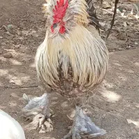 خروس فروشی