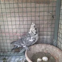 کبوتر زردی|پرنده|تهران, صادقیه|دیوار