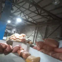 فل سوب|عمدهفروشی|آستانه اشرفیه, |دیوار