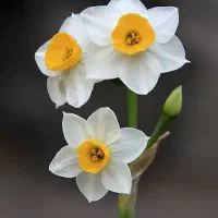 پیاز گل نرگس درجه یک|گل و گیاه طبیعی|بیرجند, |دیوار