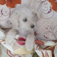 فروش سگ شیتزو۵ماهه