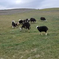 میش بره دار