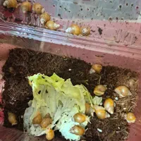 حلزون آلوبینو|خزنده|نجفآباد, طالقانی|دیوار