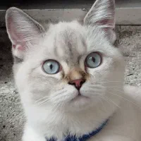 گربه،بِریتیش|گربه|قدس, شهر‌قدس|دیوار