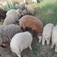 گله میش ۱۳۵ تایی|حیوانات مزرعه|شیراز, شاهچراغ|دیوار