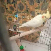 عروس هلندی نروماده|پرنده|قاهان, |دیوار